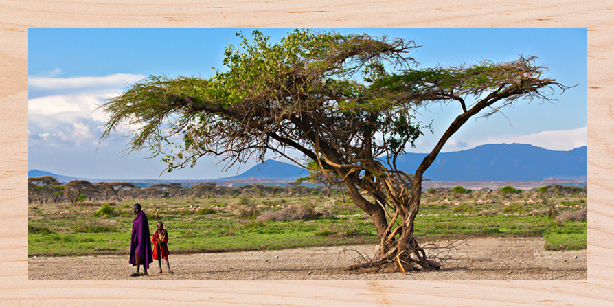 wisdom tree